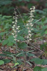 Epipactis purpurata