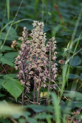 Epipactis purpurata