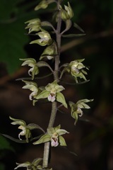 Epipactis purpurata