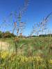 Indiangrass - Photo (c) Erica Fraley, some rights reserved (CC BY-NC), uploaded by Erica Fraley