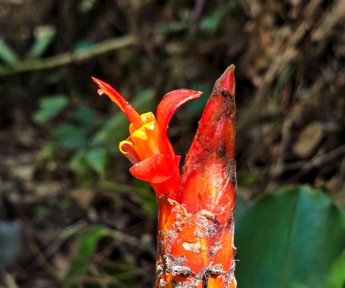 Image of Costus pulverulentus by no rights reserved