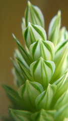 Phalaris canariensis