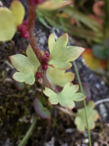 Nodding Saxifrage