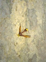 Delta pyriforme pyriforme