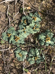 Euphorbia ecklonii