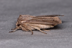 Leucania porphyrodes