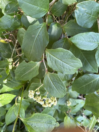 Persicaria chinensis observed 2025-02-13