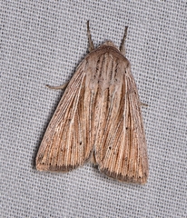 Leucania porphyrodes