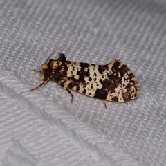 Ardiosteres moretonella