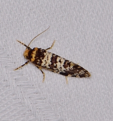 Ardiosteres moretonella