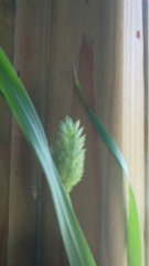 Phalaris canariensis