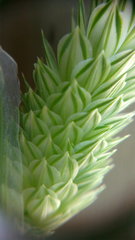 Phalaris canariensis