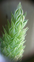 Phalaris canariensis