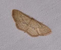Scopula hypochra