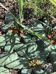 Euphorbia ecklonii