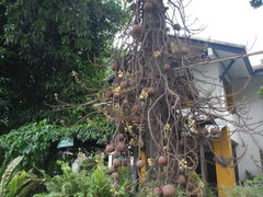 Couroupita guianensis