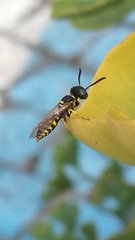 Philanthus triangulum