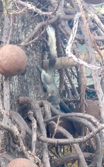 Callosciurus finlaysonii