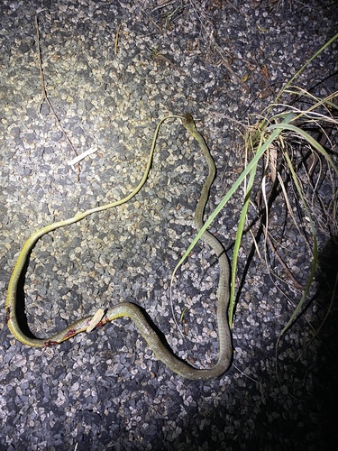 Common Tree Snake sighting