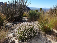 Spatalla mollis