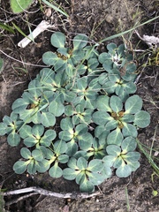 Euphorbia ecklonii