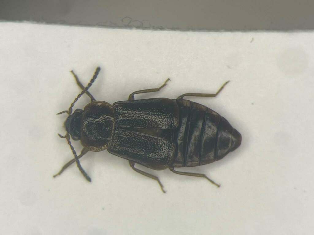 Staph beetle