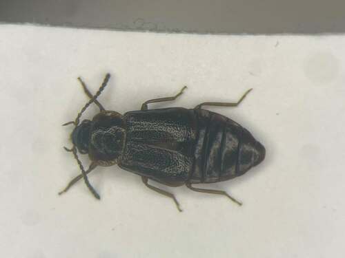 Staph beetle