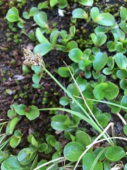 Carex norvegica