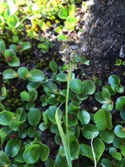 Carex norvegica