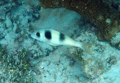Parupeneus crassilabris