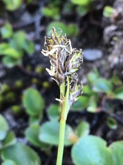 Carex norvegica