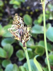 Carex norvegica
