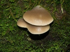 Pleurotus purpureo-olivaceus
