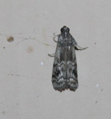 Euzophera semifuneralis