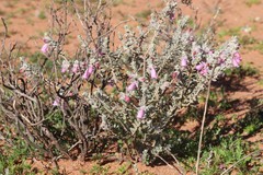 Eremophila punicea