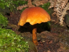 Gymnopilus ferruginosus