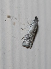 Euzophera semifuneralis