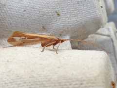 Limnephilus ornatus