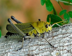 Taeniopoda picticornis