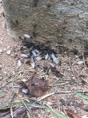 Lasius niger