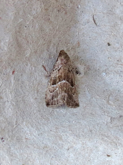Hypenodes caducus