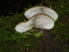 Pleurotus purpureo-olivaceus