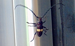 Lissonotus flavocinctus puncticollis