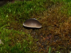 Pleurotus purpureo-olivaceus