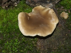 Pleurotus purpureo-olivaceus