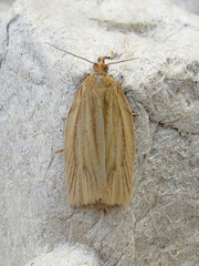 Clepsis clemensiana