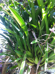 Oncidium sphacelatum