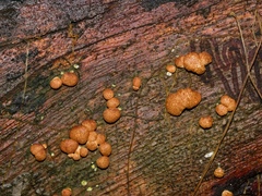 Trichoderma nothescens