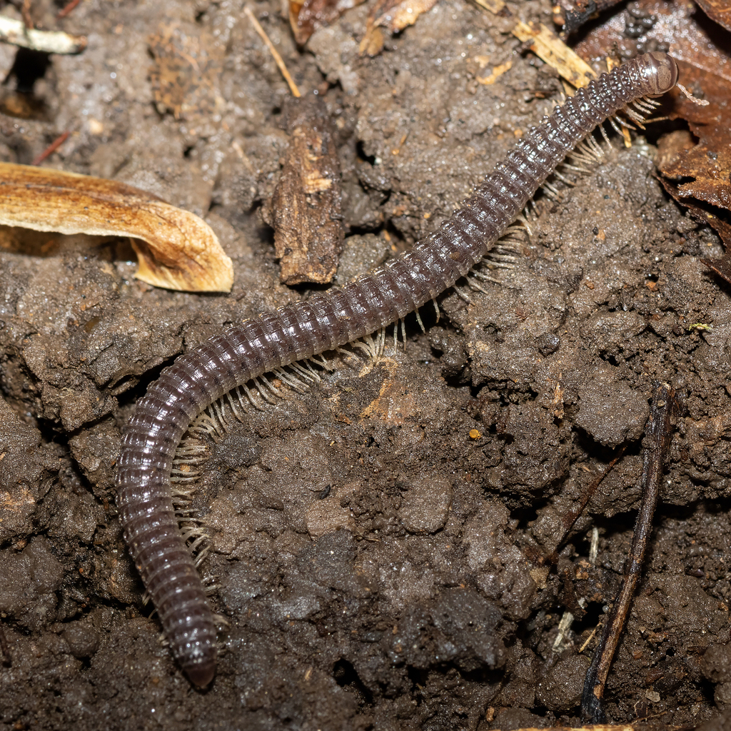 Violet Ridged Millipede