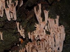 Artomyces austropiperatus